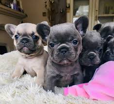 High to low nearest first. French Bulldog Puppies For Sale Los Angeles Ca 296226
