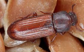 grain beetles in your manhattan pantry