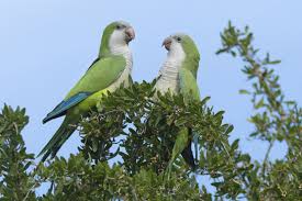Interesting Facts About Quaker Parrots