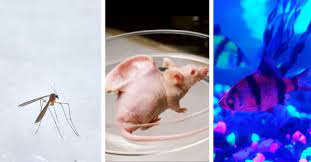 T… a section of mouse dna is joined to a b… when a bacterial plasmid transfers a pi… check for carriers of a trait. 11 Real Examples Of Genetically Modified Organisms Marvels Or Monsters