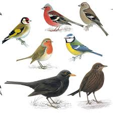 common garden birds