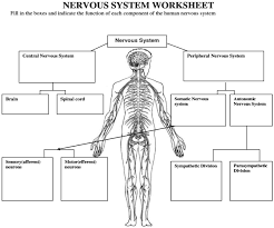 solved nervous system worksheet fill
