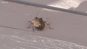 10 things to know about stink bugs