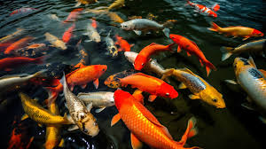 koi fish background images hd pictures