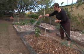 How To Plant A Vegetable Garden