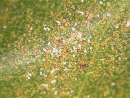 Spider Mites And Their Control Ohioline
