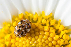 carpet beetles show up in the spring