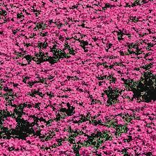 red wing carpet phlox breck s
