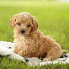 Maltipoo puppies for sale mini goldendoodle puppies bernedoodle puppy cockapoo puppies teacup poodle puppies goldendoodles cute little puppies cute dogs cat care tips. Maltipoo Puppies Rescue Near Me Off 59 Www Usushimd Com