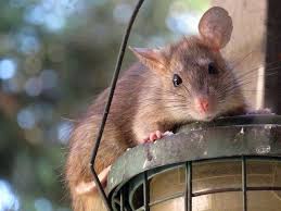 Repelling Rats From Garden Sheds