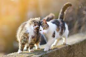 Коты другие: чем пищевые потребности кошек отличаются от потребностей собак  | Husse Украина