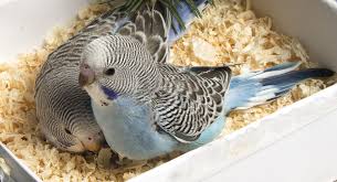 Feeding Baby Budgies Budgie Chicks Budgie Guide Guide