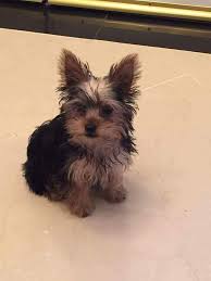 The ocean county health department closes the puppies galore store in brick township, nj, citing many sick dogs there. Yorkshire Terrier Puppies For Sale Brick Nj 171920