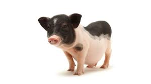 Myth Of Mini Pigs Micro Pigs Pet Pigs