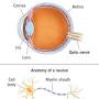 Optic nerve from my.clevelandclinic.org