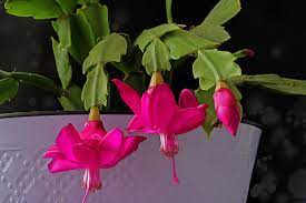 You may need to moisten or even rinse the roots clean of the old soil. Understanding Hair Like Roots On Christmas Cactus Gardener S Path