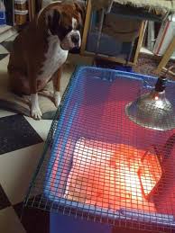 Sourcing guide for pet dog puppy incubator: Making A Styrofoam Cooler Incubator What Kind Of Light Bulb Should I Use Backyard Chickens Learn How To Raise Chickens