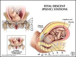 Stages Of Labor And Delivery
