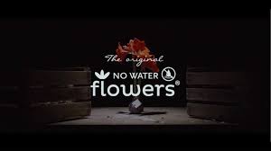 629 likes · 13 talking about this · 275 were here. No Water Flowers Startseite Facebook