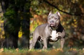9 Things You Should Know About The American Bully Animalso