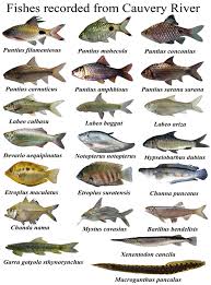 various available fish diversity from