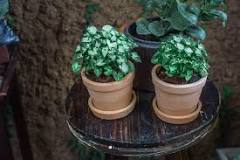 What are mini plants called?