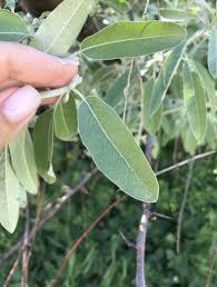 the orientation of russian olive