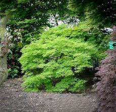 The Complete Japanese Maple Guide The Tree Center