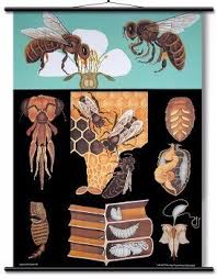 Hagemann Anatomical Botanical And Zoological Posters