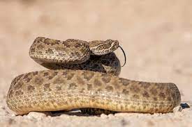 common snakes of texas texas co op power