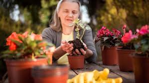 Maintain Container Gardens Seniors