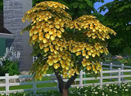 Grow A Money Tree In The Sims 4