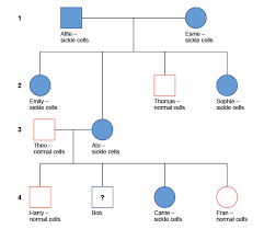 3 Sickle Cell Anemia Pedigree Analysis