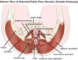 pelvic floor dysfunction and the