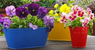 how to grow violets in containers