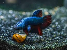 betta tankmates 6 species that can be