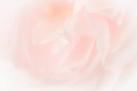 pastel roses images free on