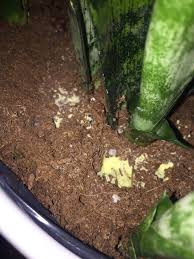 Yellow mold growth on plant soil is also a type of harmless saprophytic fungi. Just Discovered Yellowish White Substance In Sansevieria Soil Help