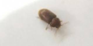 advice identify small brown beetles