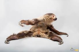 Maybe you would like to learn more about one of these? Photo Ark Home Two Toed Sloth National Geographic Society