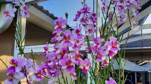 orchid garden in may some happy and