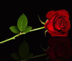 romantic fl red rose free stock