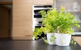 Growing Herbs In Pots In Your Kitchen