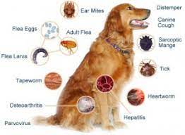 Puppies and kittens started on heartworm medications that contain intestinal wormers do not need to be dewormed every 2 weeks. When To Deworm And Vaccinate Your Pet Shinga