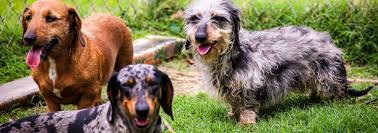 We are a breeder of miniature dachshunds akc registered. S Kennels Doxies Texas Licensed Breeder Offering Akc Miniature Dachshund Puppies For Sale Along With A Few Tweenie Litters And An Occasional Standard Litter