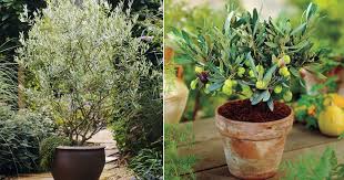 Video 4k e hd pronti per qualsiasi montaggio video digitale. Growing Olive Tree In A Pot How To Grow An Olive Tree In A Container