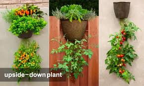How To Grow Tomatoes In Pots Gruloda