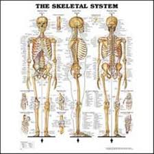 Cfa Medical The Skeletal System Anatomical Chart