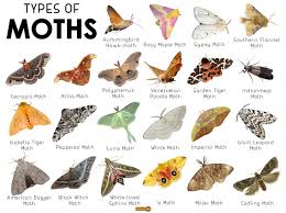 moth facts types clification