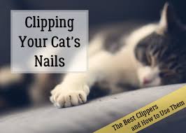 the best clippers for cat nails how to
